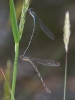 J17_4598 Austrolestes colensonis in cop